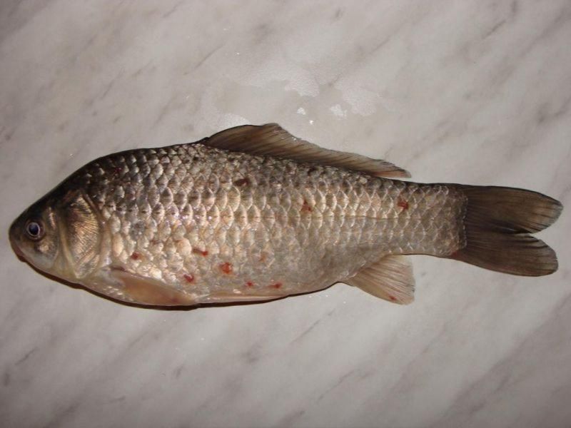 Фото и описание рыбы Подуст - как выглядит, особенности, характеристики